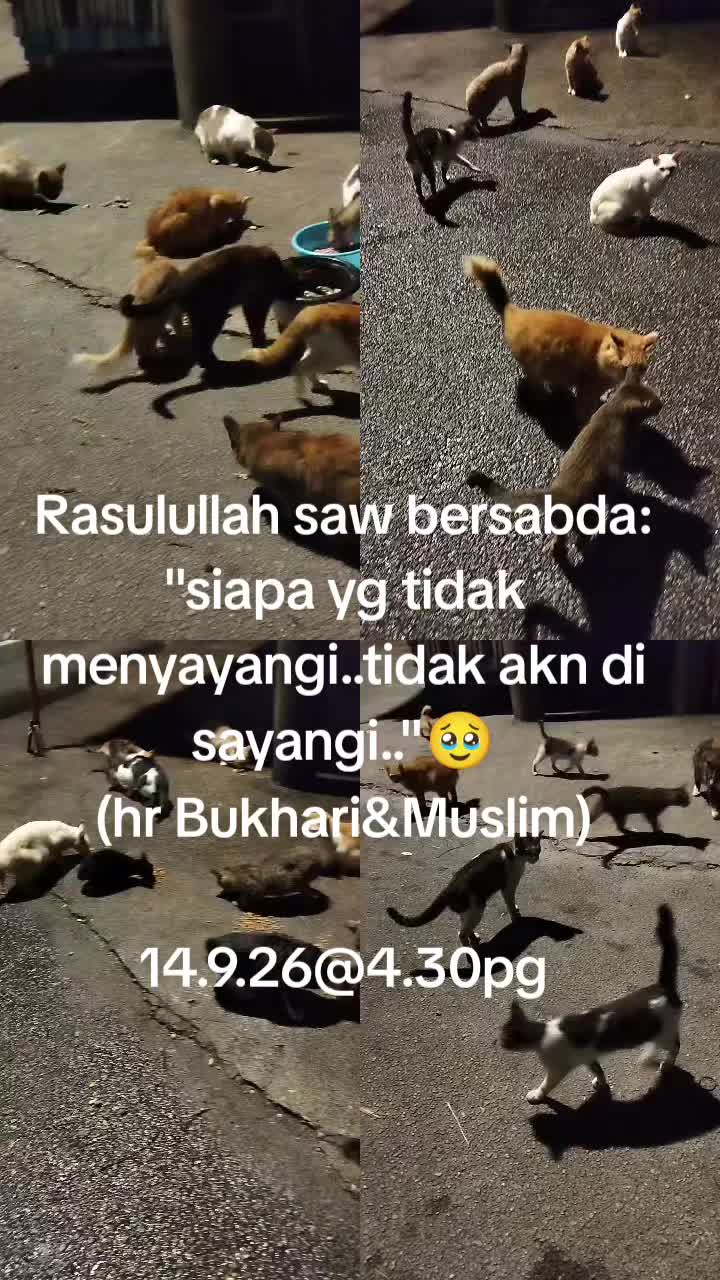 @MaderCats