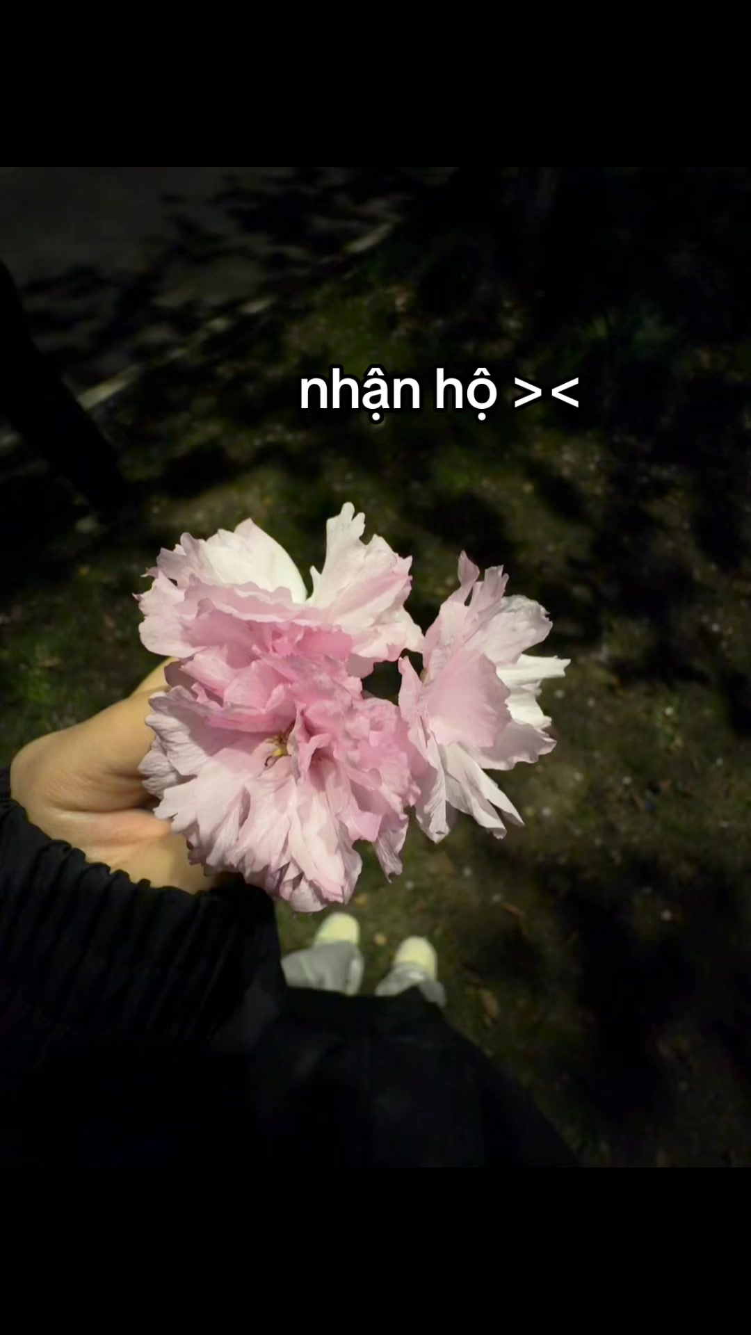 @mimi