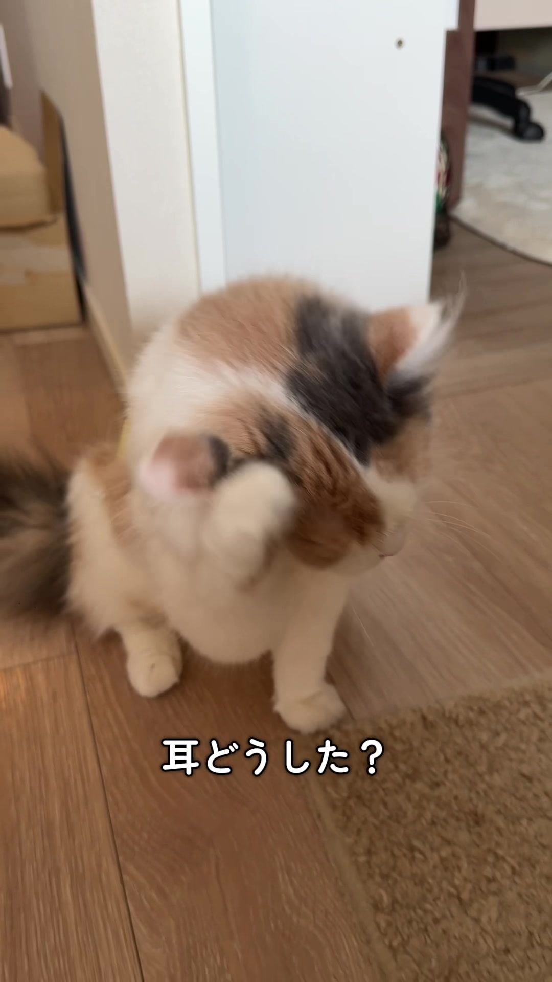 @ねこ日記