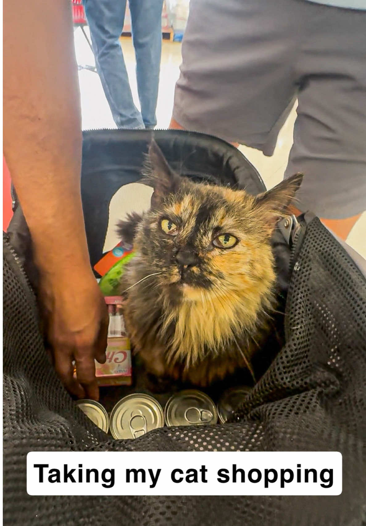 @first class whiskers