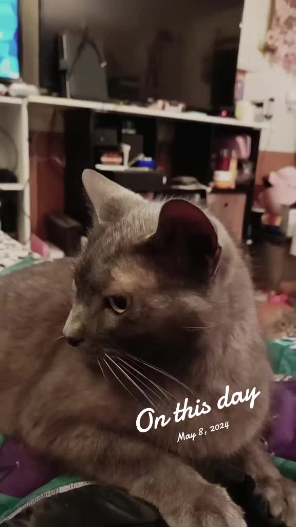@The Metal Cat Dad!🐈🐈&zwj;⬛🐾🤘