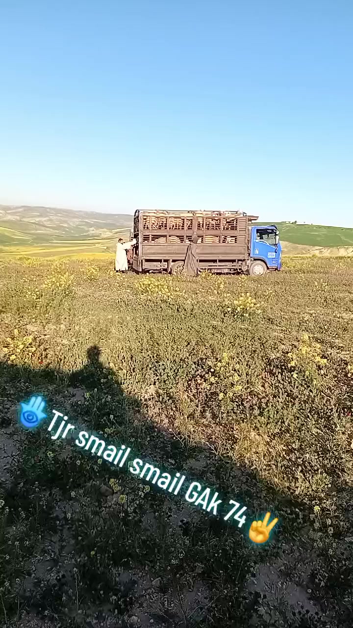 @Smail Tranji🫵😎