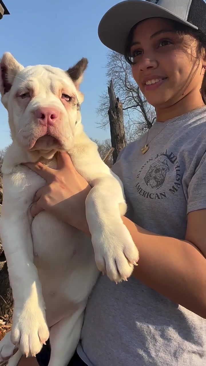 @Heart Land Cane Corso kennels