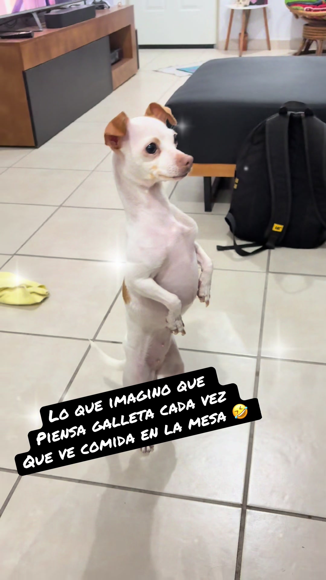 @galleta la chihuahua
