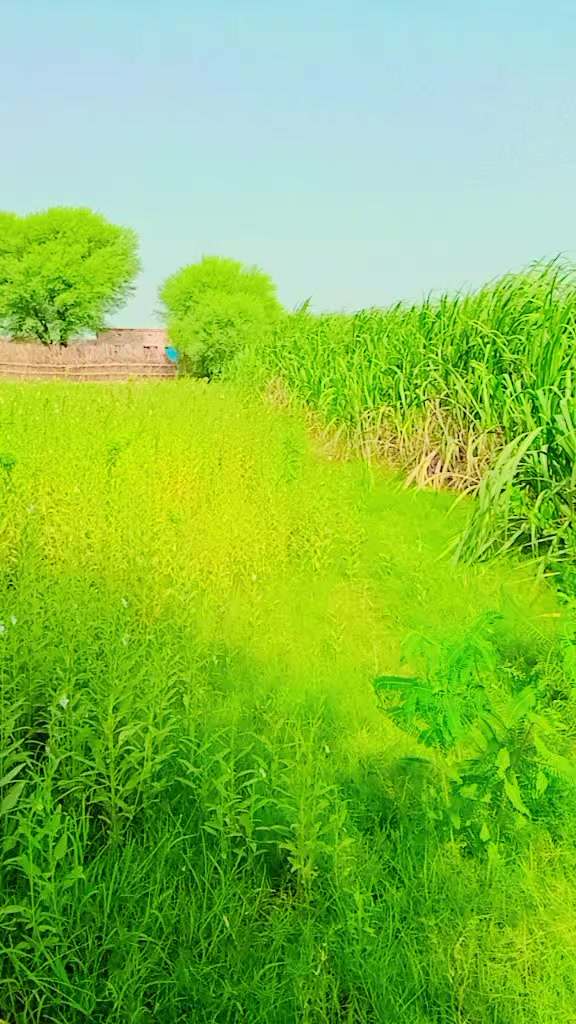 @❤❤گوپانگ بلوچ  ❤❤