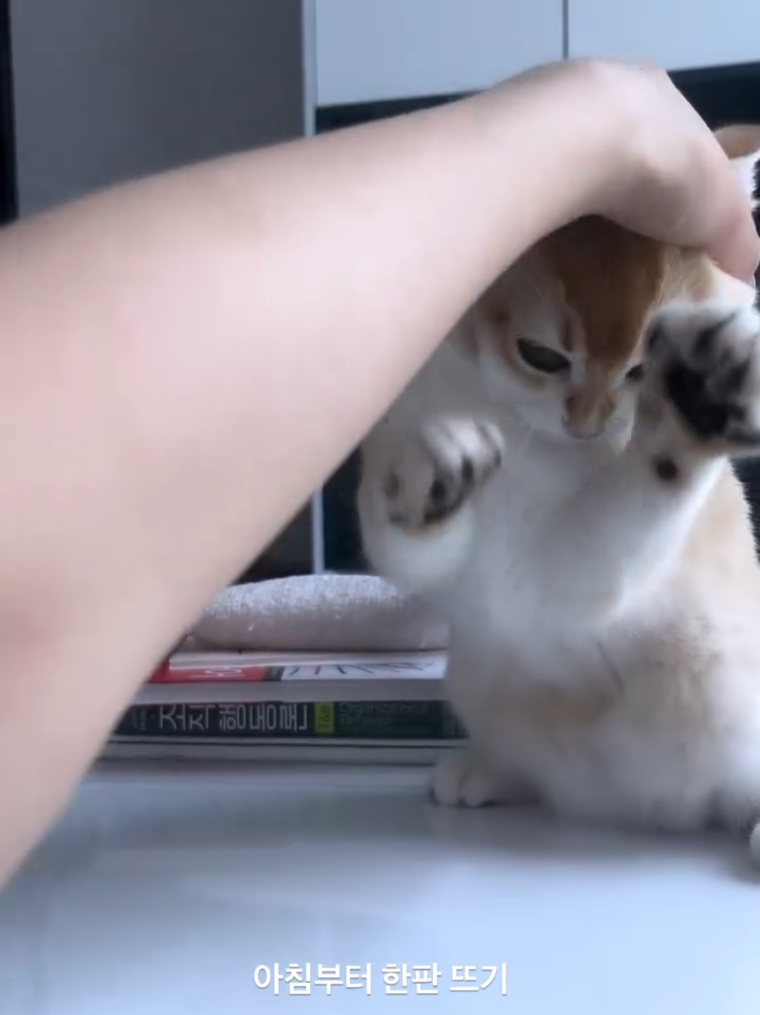 @Chonky World Of Cats
