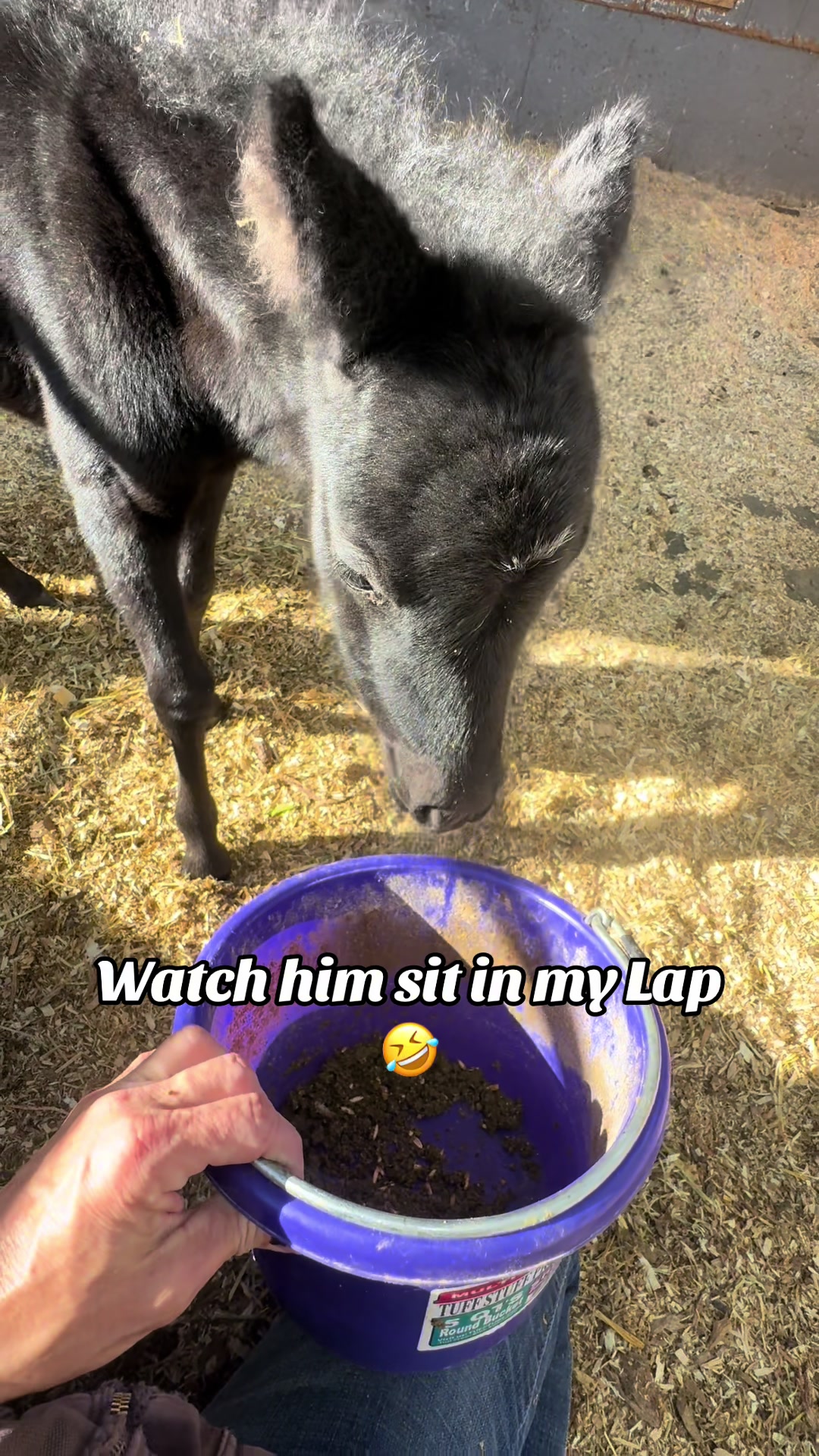 @Hot Sauce the Mini horse 🐎