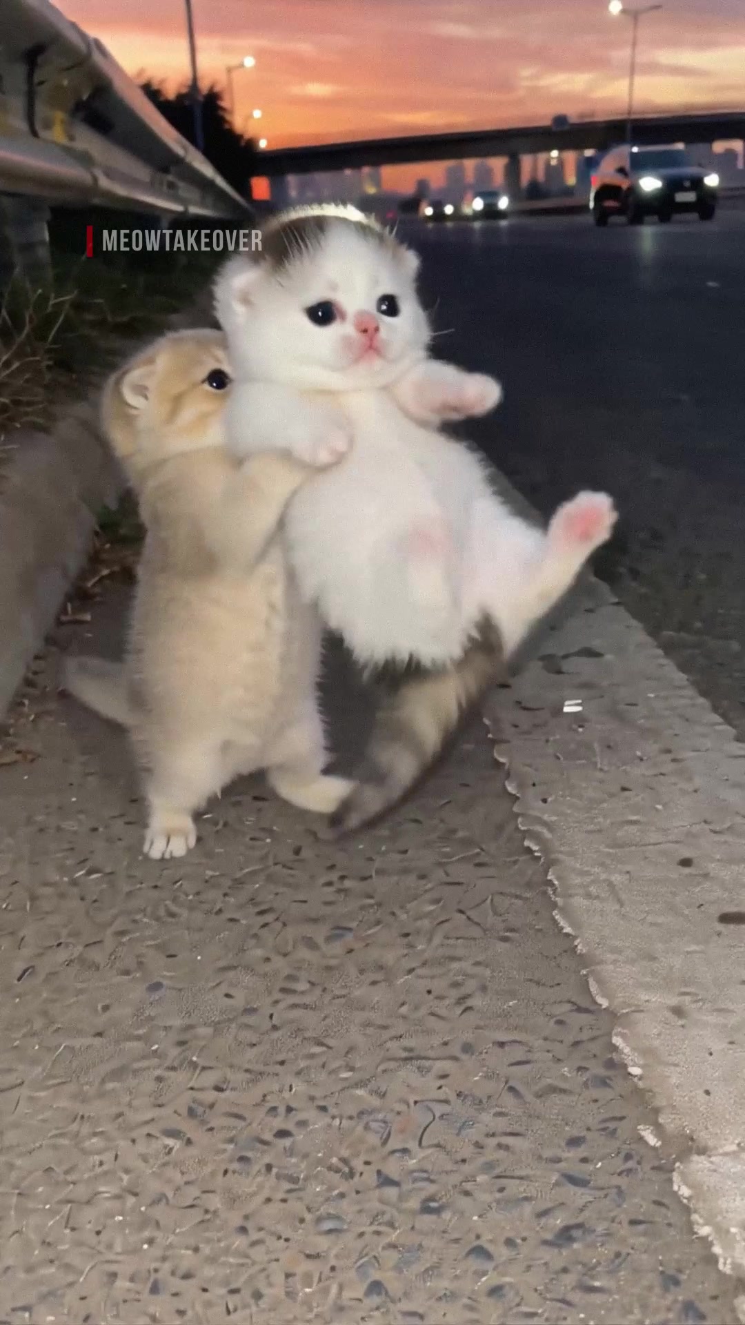@meowtakeover