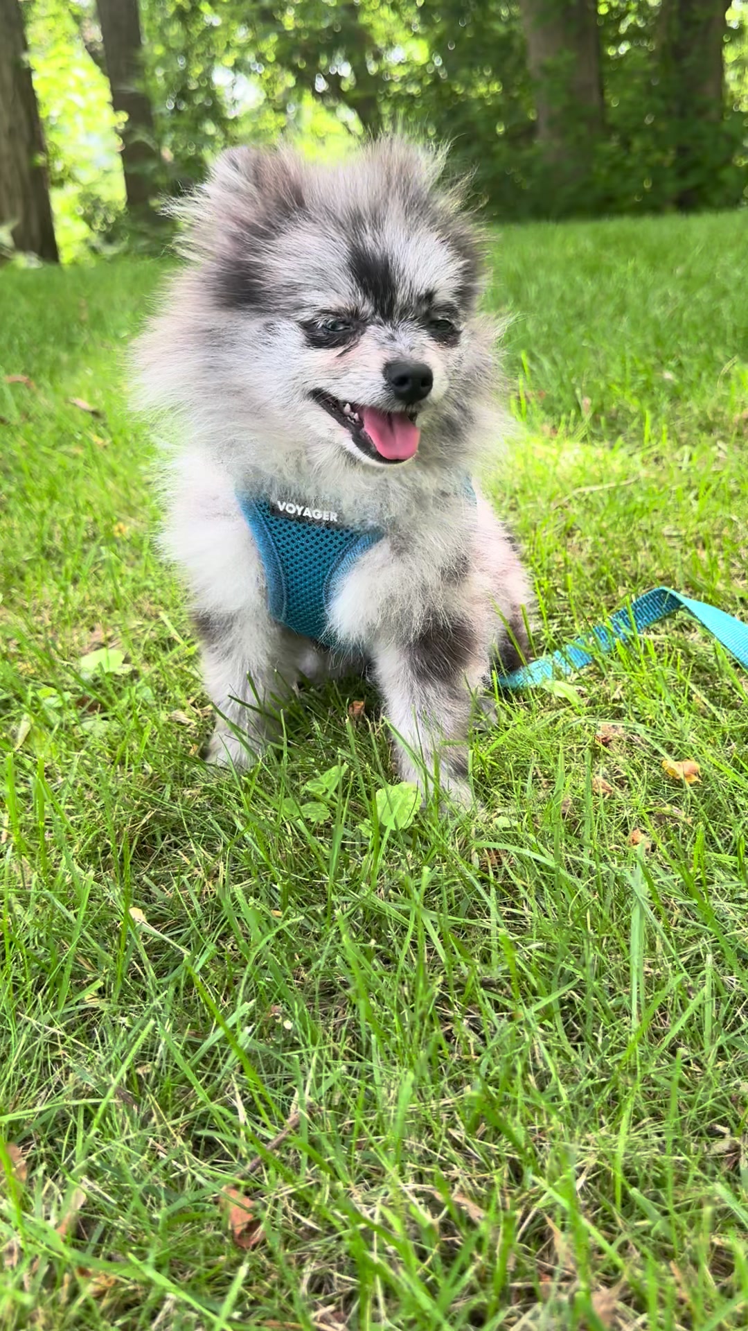 @Fingerlakes Pomeranians