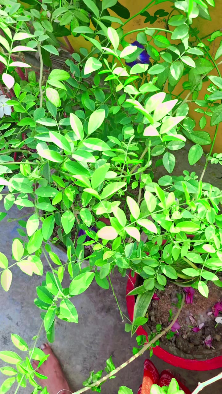 @shila thakur💚🌿🦋💙❤️💚💜💖
