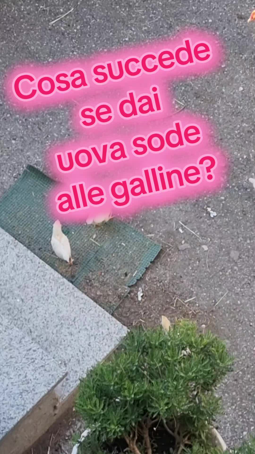 @Il leone e la gallina