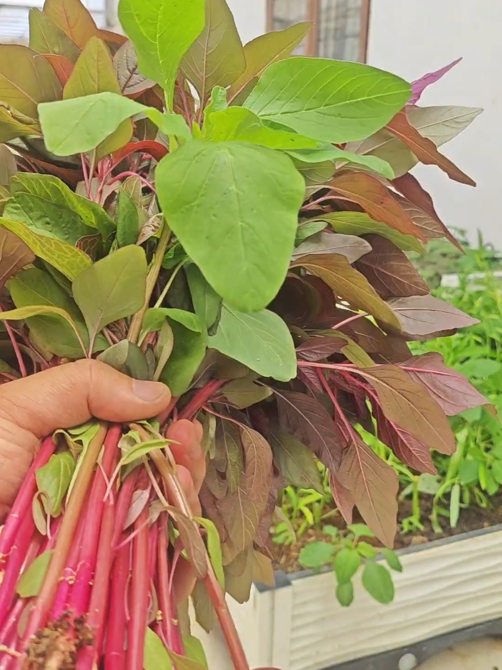 @Dược sĩ cỏ