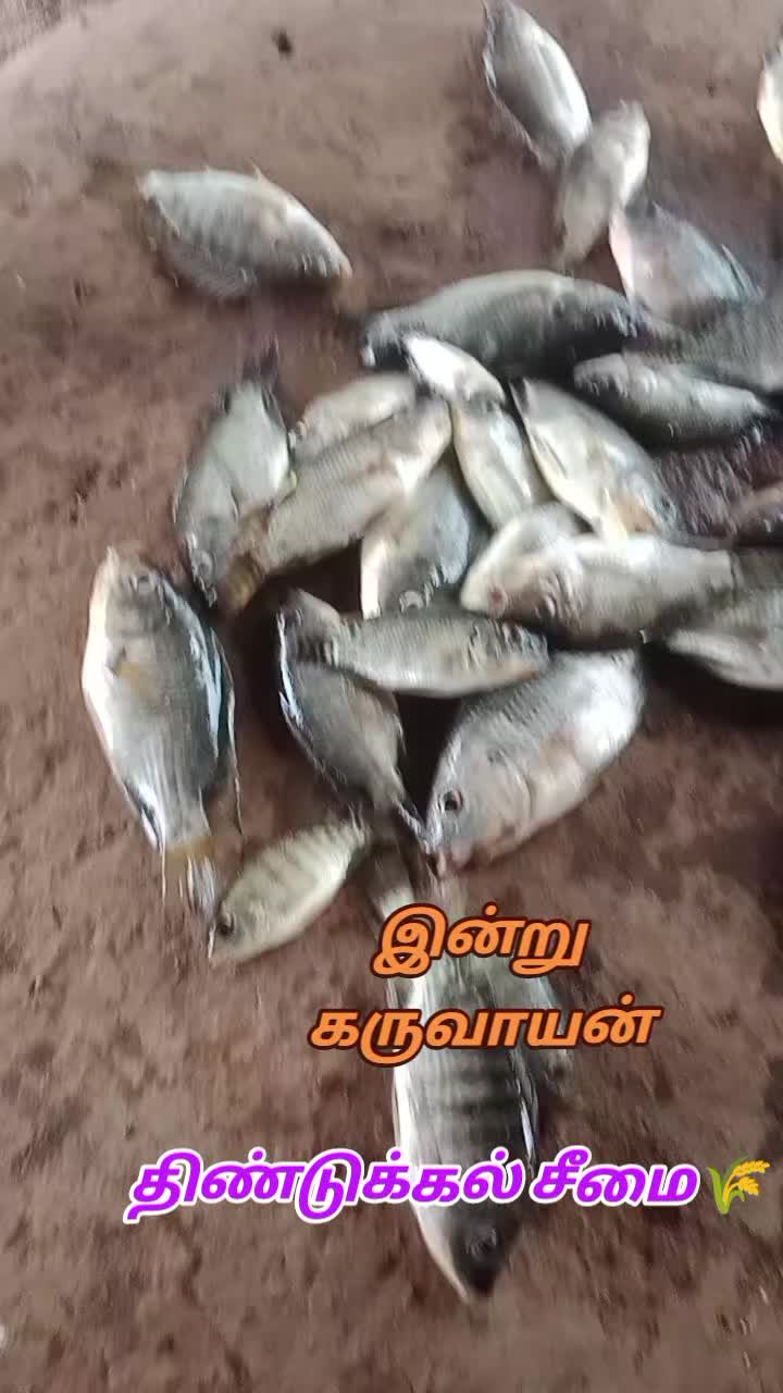 @கிராமத்துகருவாயன்🔰🔰🔰🌾