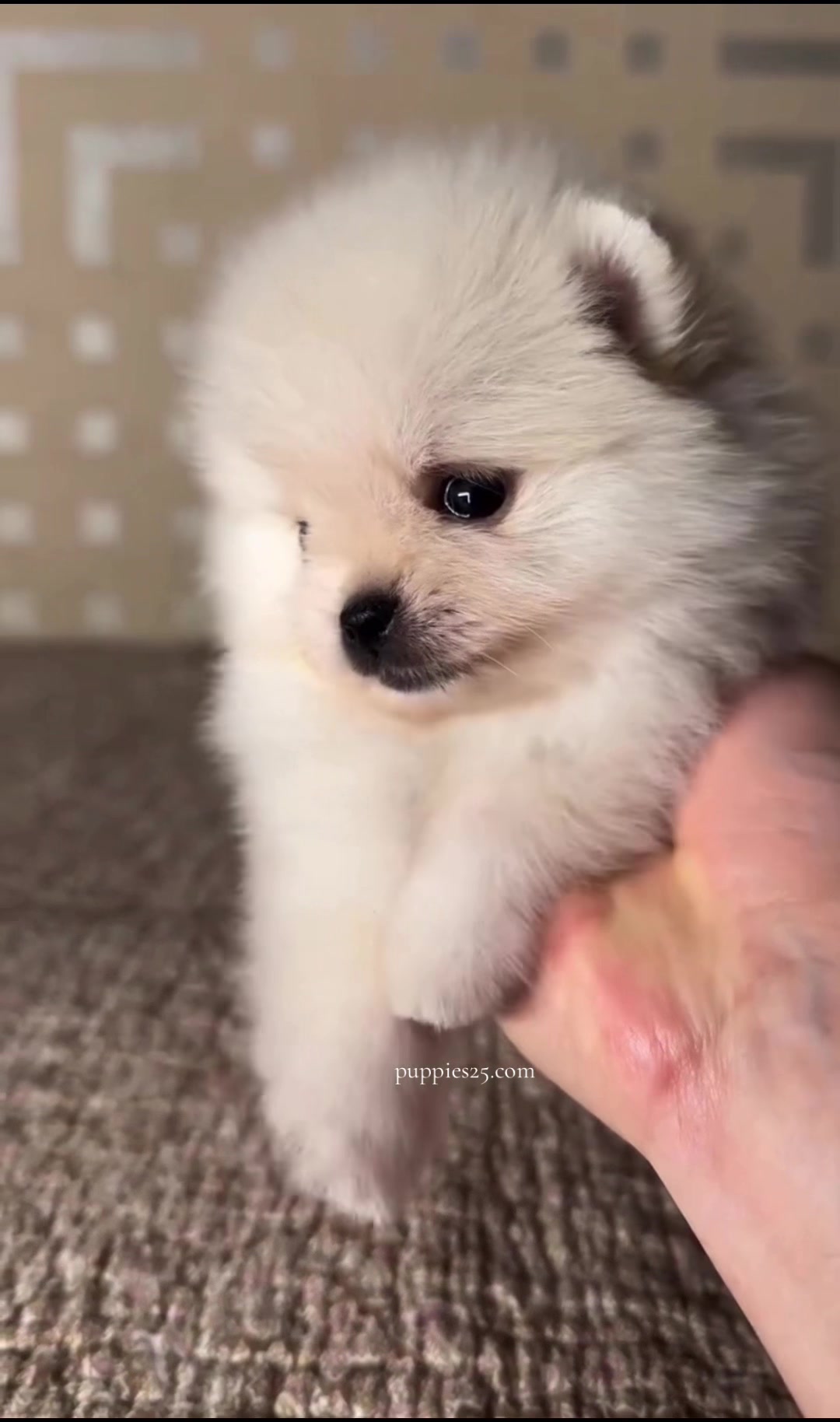 @PAWFECT