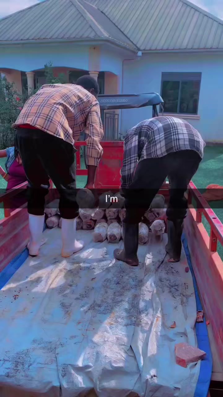 @BLESSED AGRICULTURAL MUSHROOM