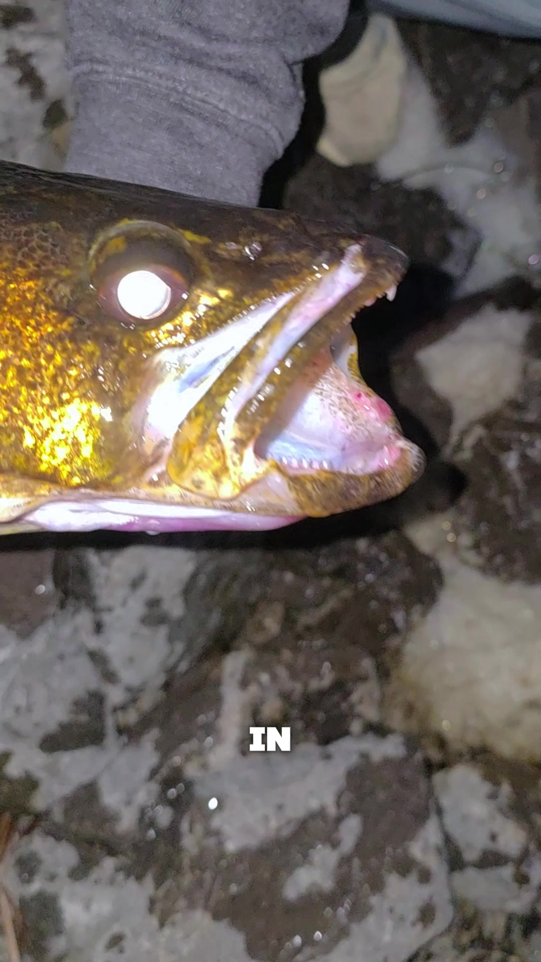 @FishingParadise