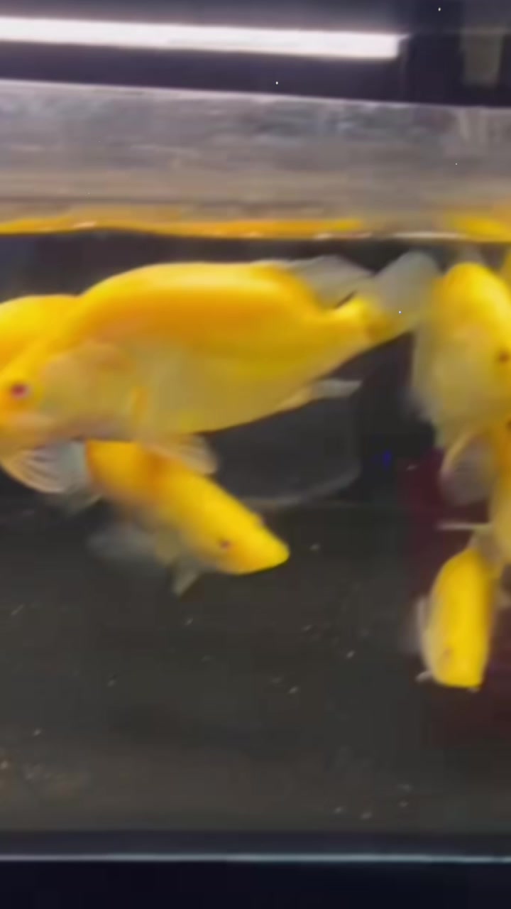 @網上看魚