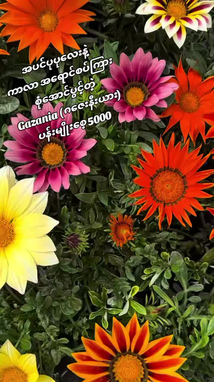 @Floral Village