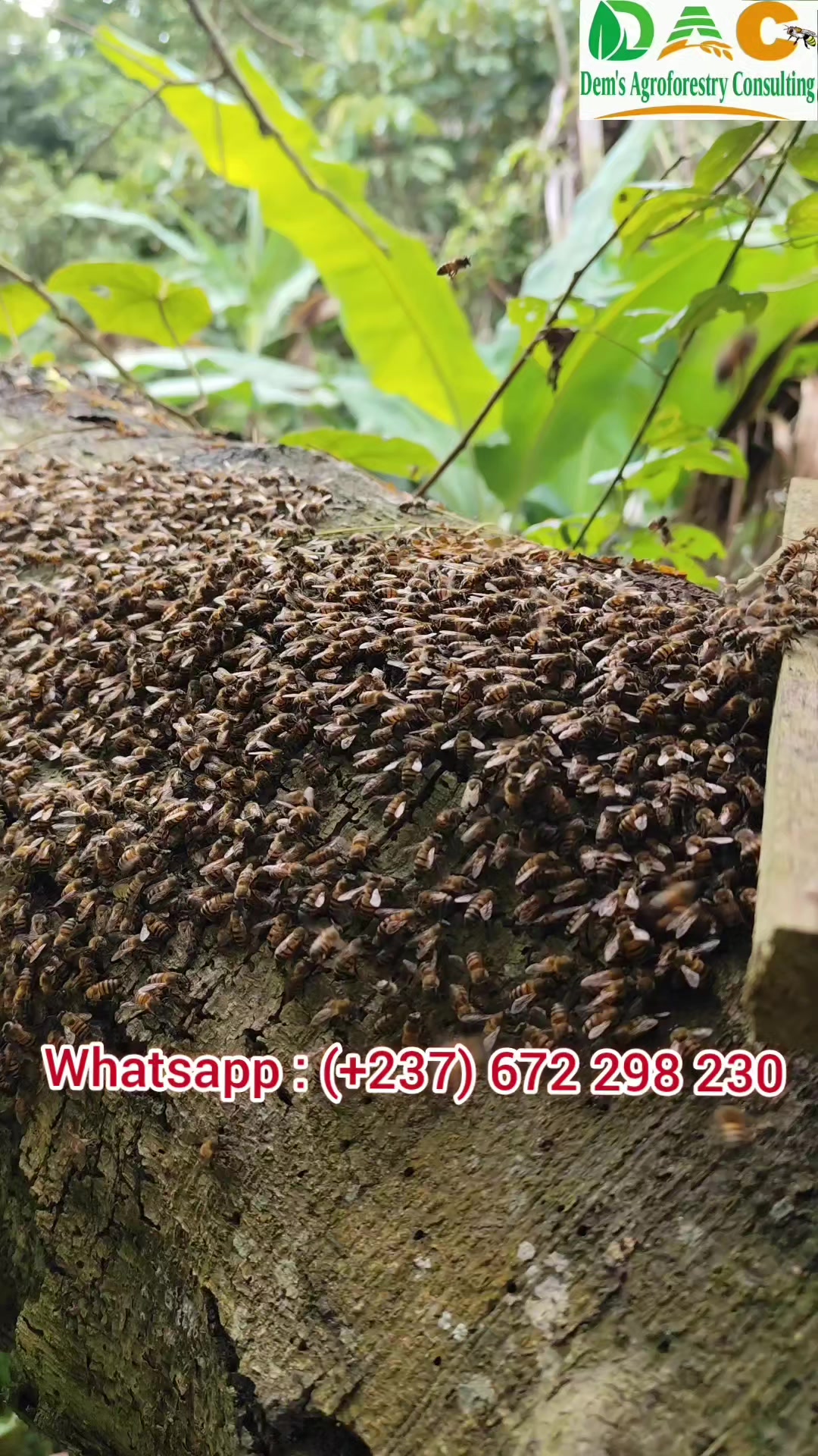 @Dem's Agroforestry Consulting