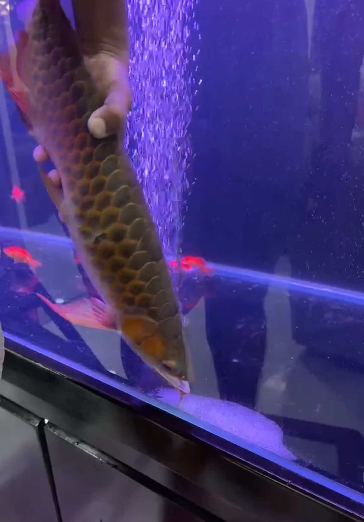 @MK AROWANA SPECIALIST