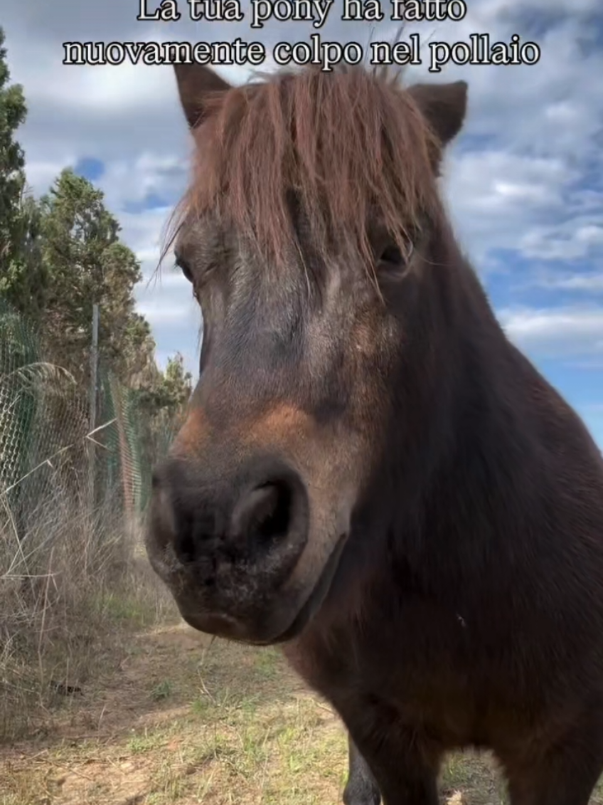 @streamhorse