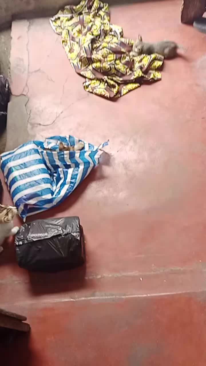 @Akoli Penoukou