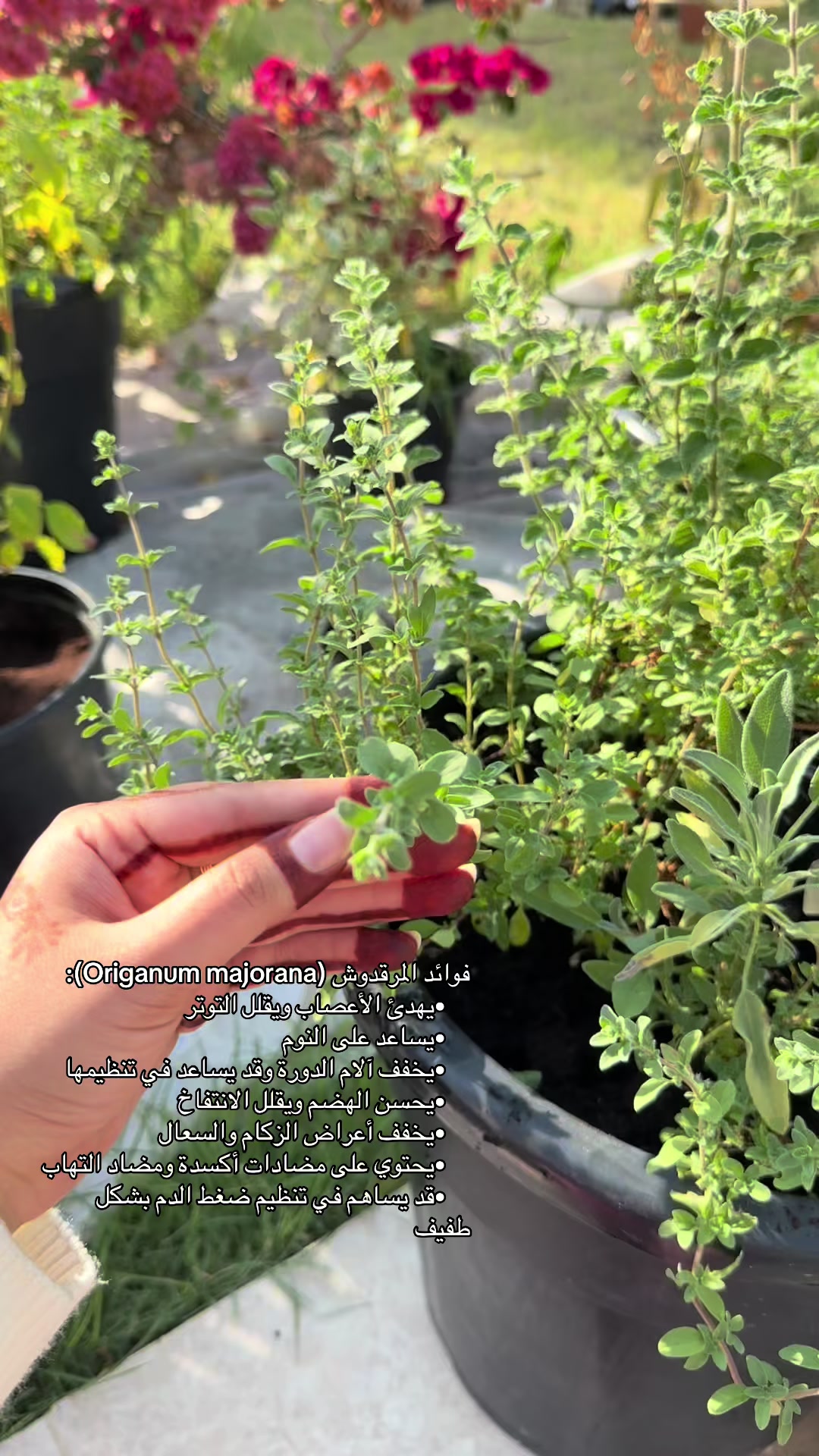 @عالم سرور🌿