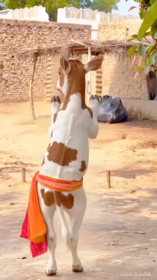 @Rashid Ali