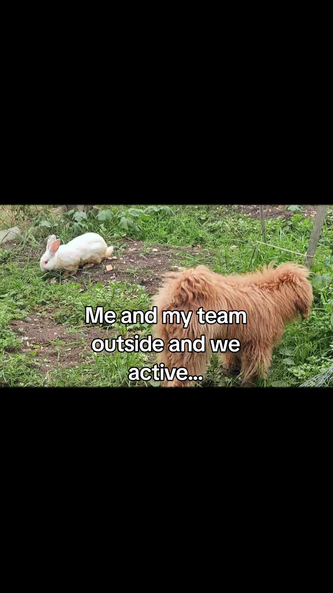 @MixedPetCollective