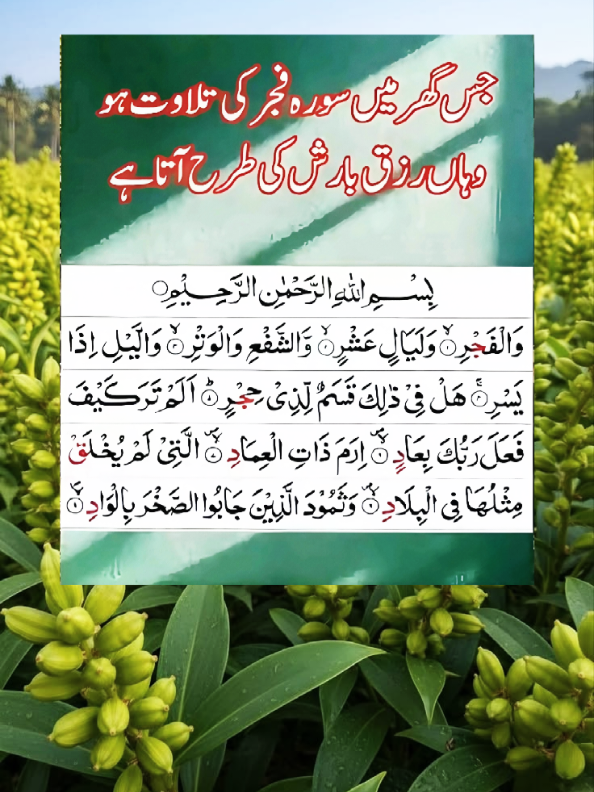 @dilmuhammad