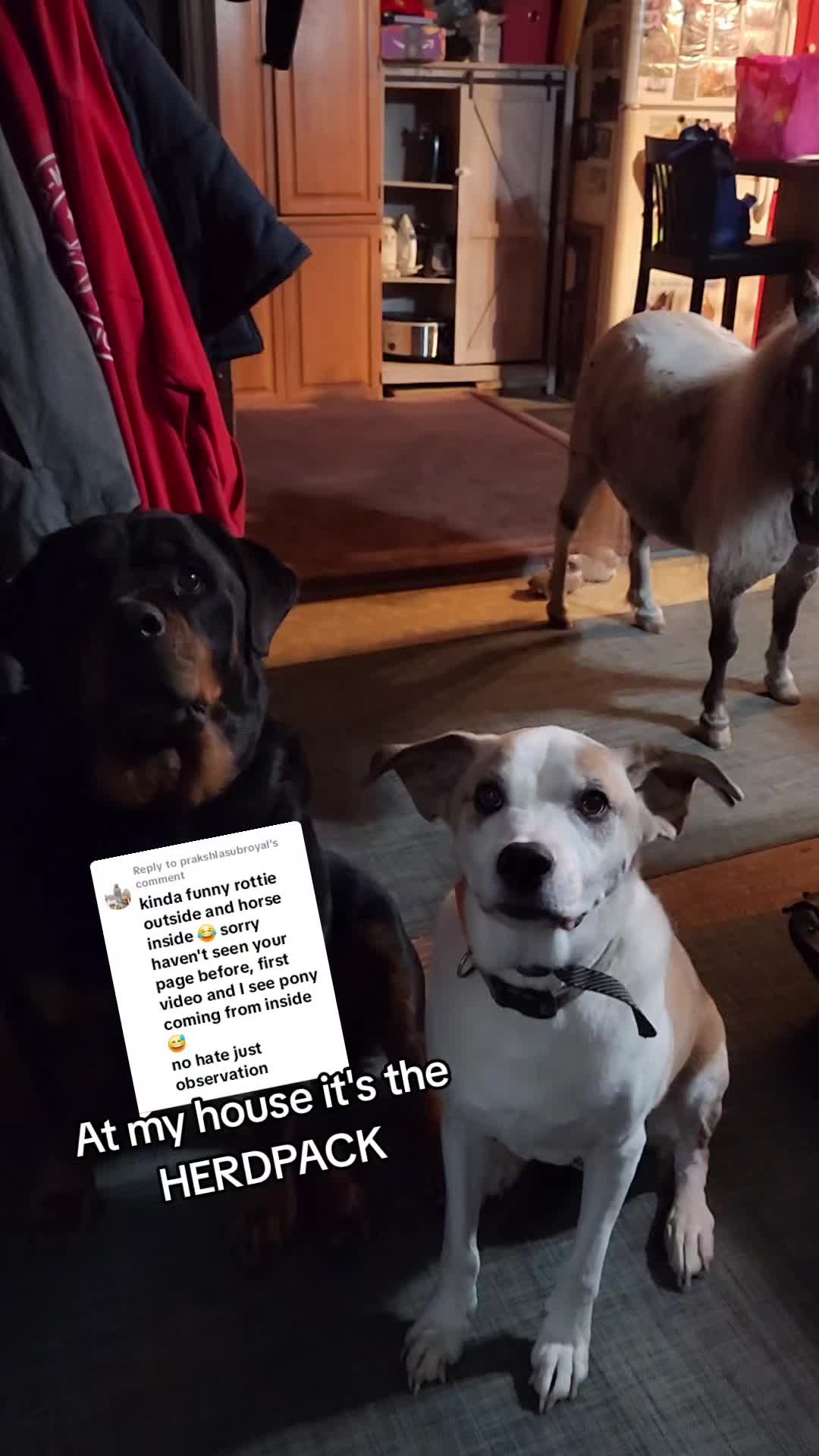 @minihorsemomandtrainer🐴🐴🐴🐴