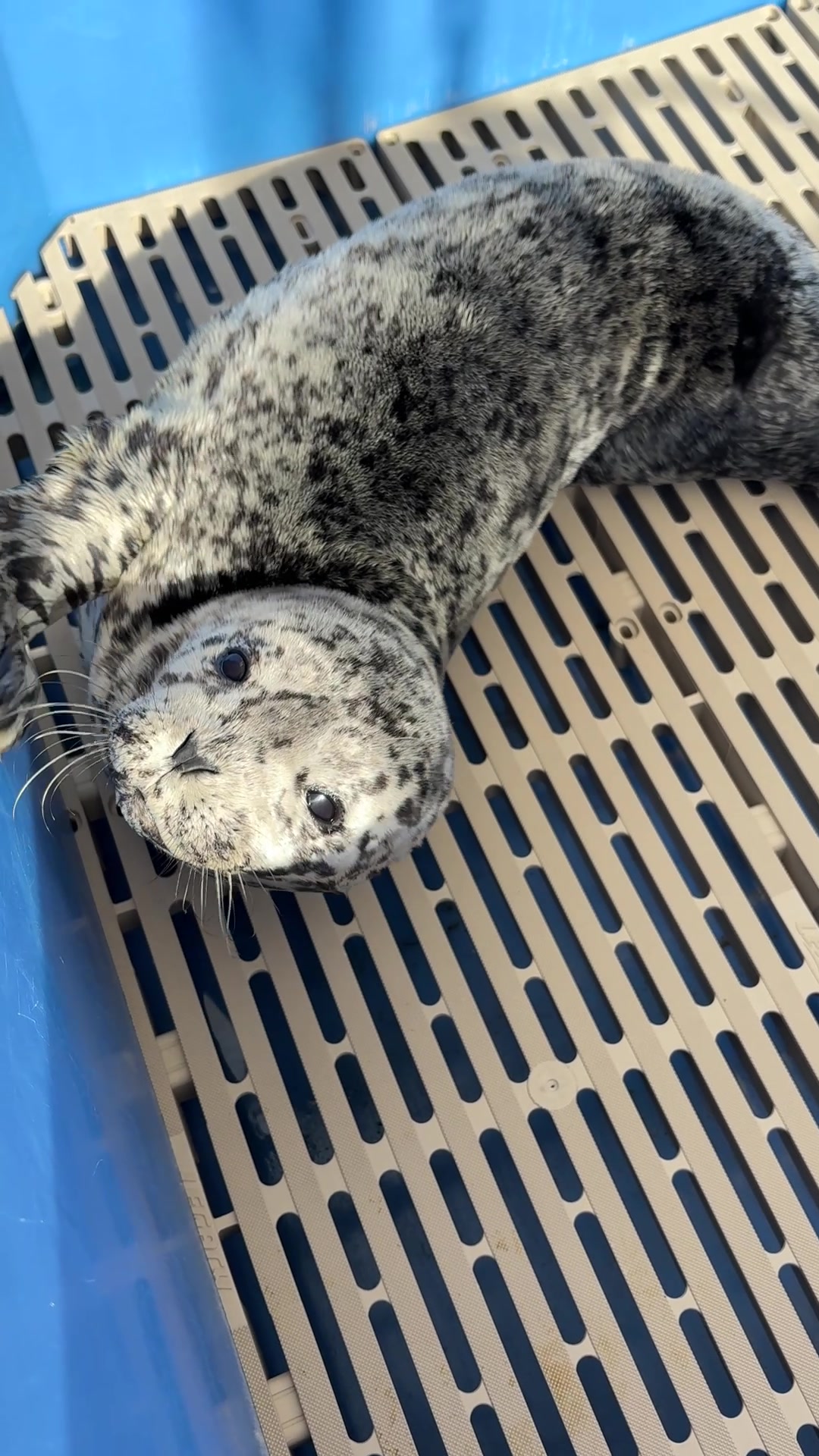 @Marine Mammal Rescue Society