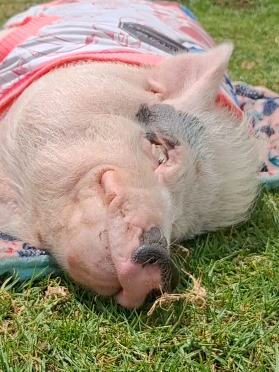 @🐷Ibi.pig🐷