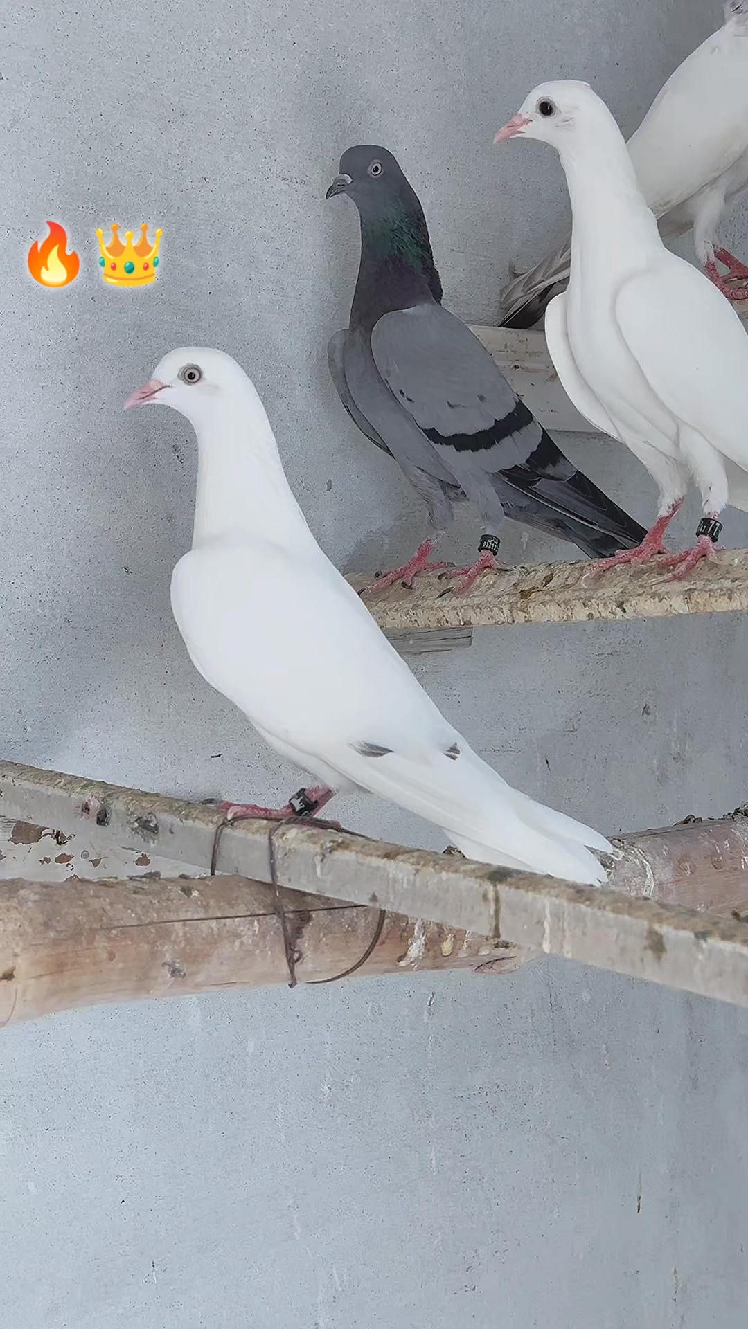 @Rᴀɪs ʟᴜǫᴍᴀɴ