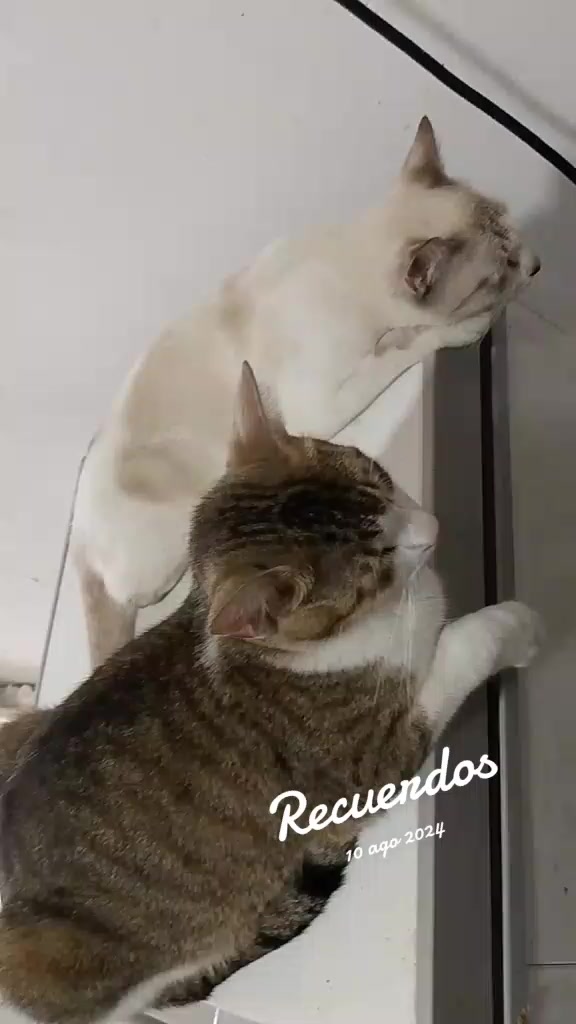 @pao