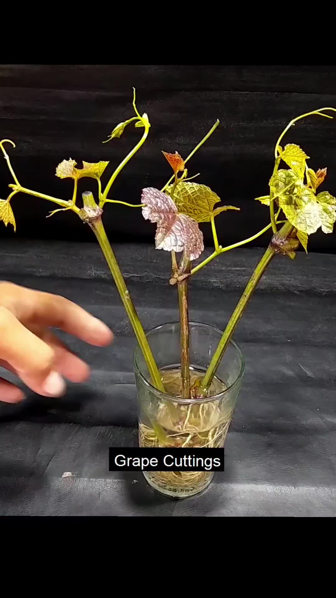 @PlantsLife