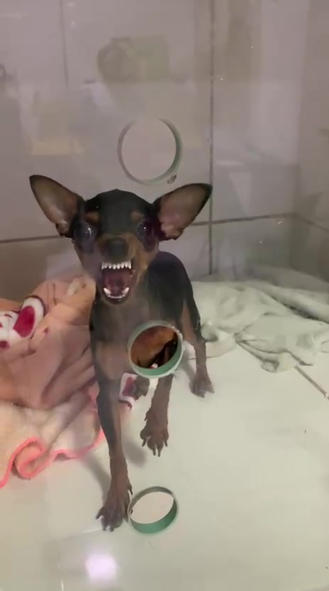 @Francinny Veterinária®️