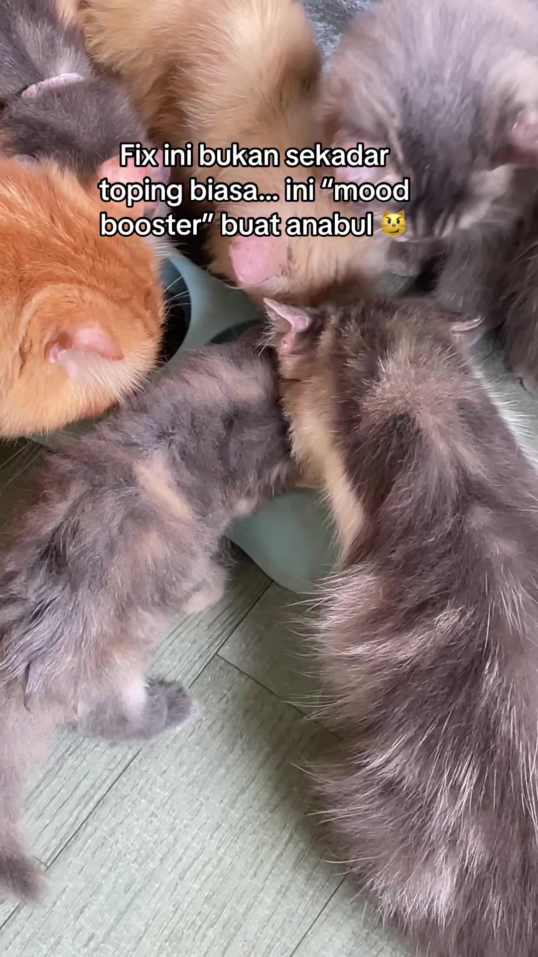 @Meow family