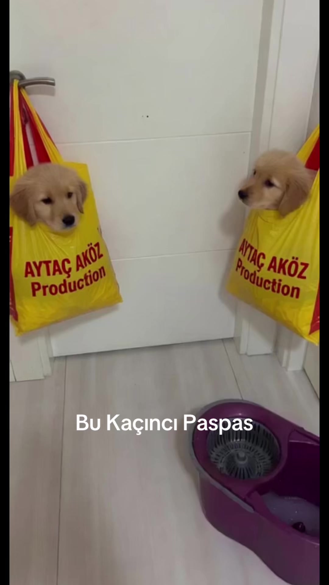 @aytac_akoz