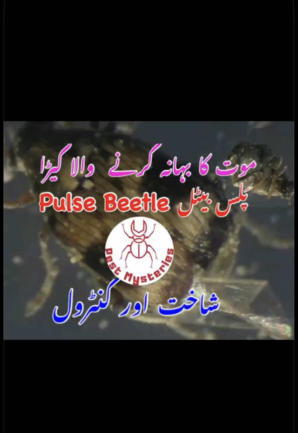 @Pest Mysteries