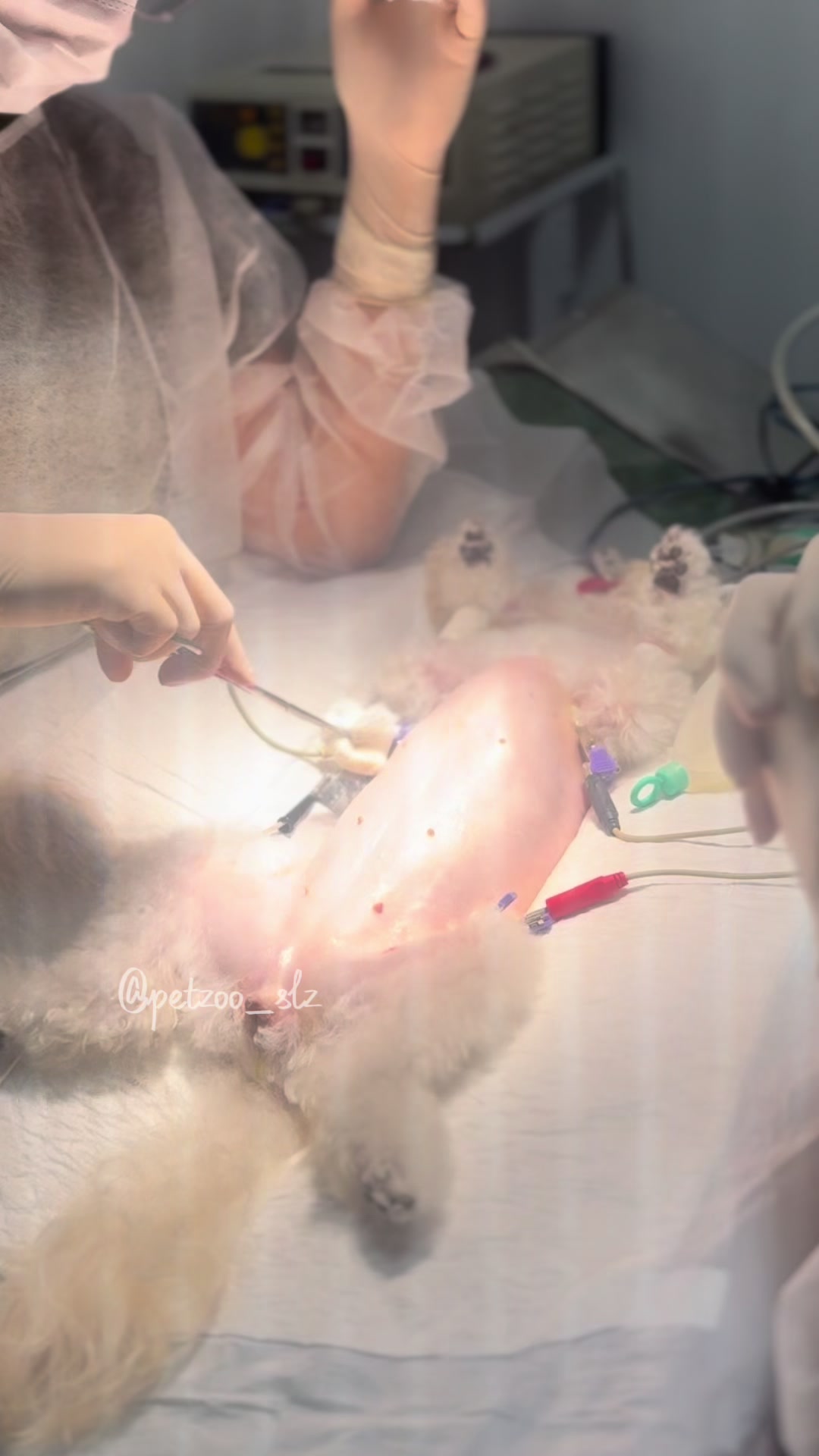 @Francinny Veterinária®️