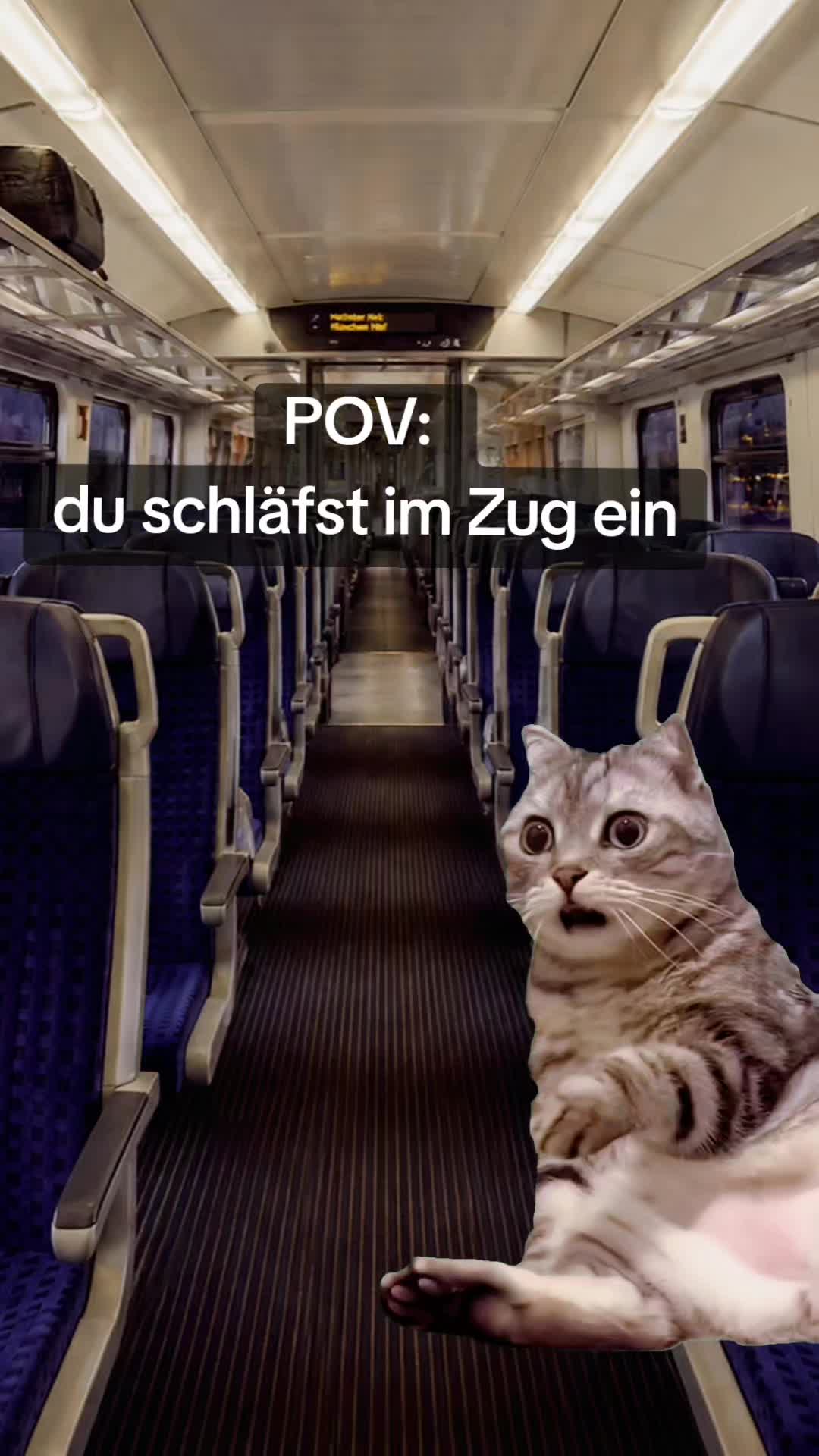 @teddys_tok_