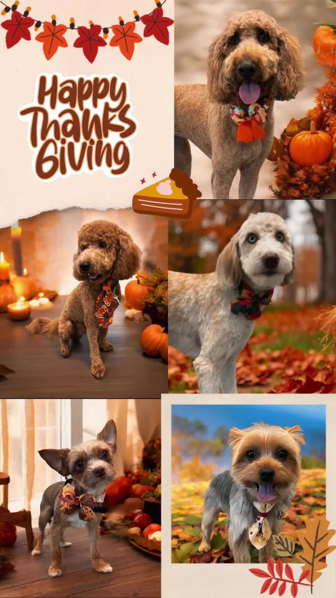 @The Dapper Doggies