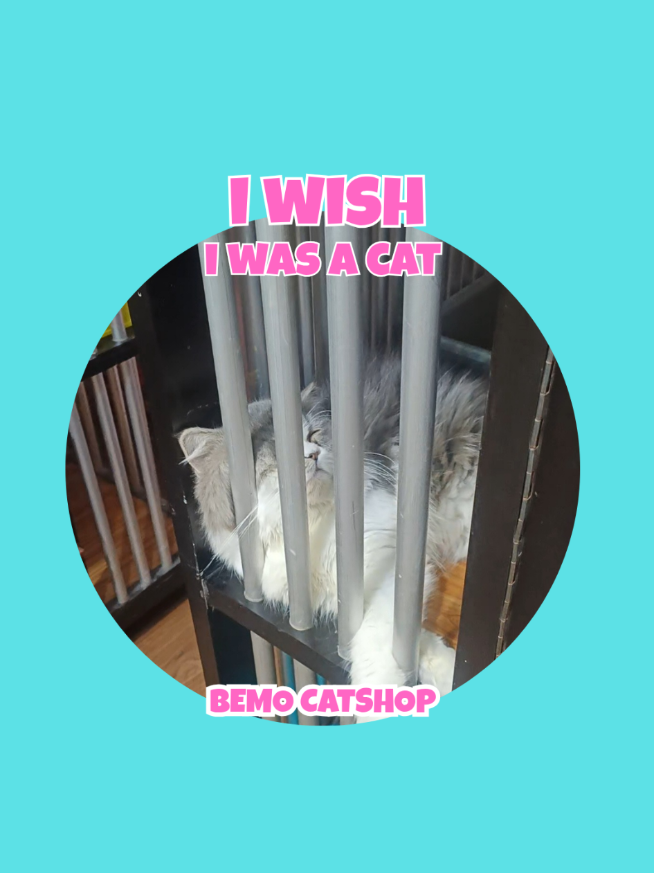@Bemo Catshop