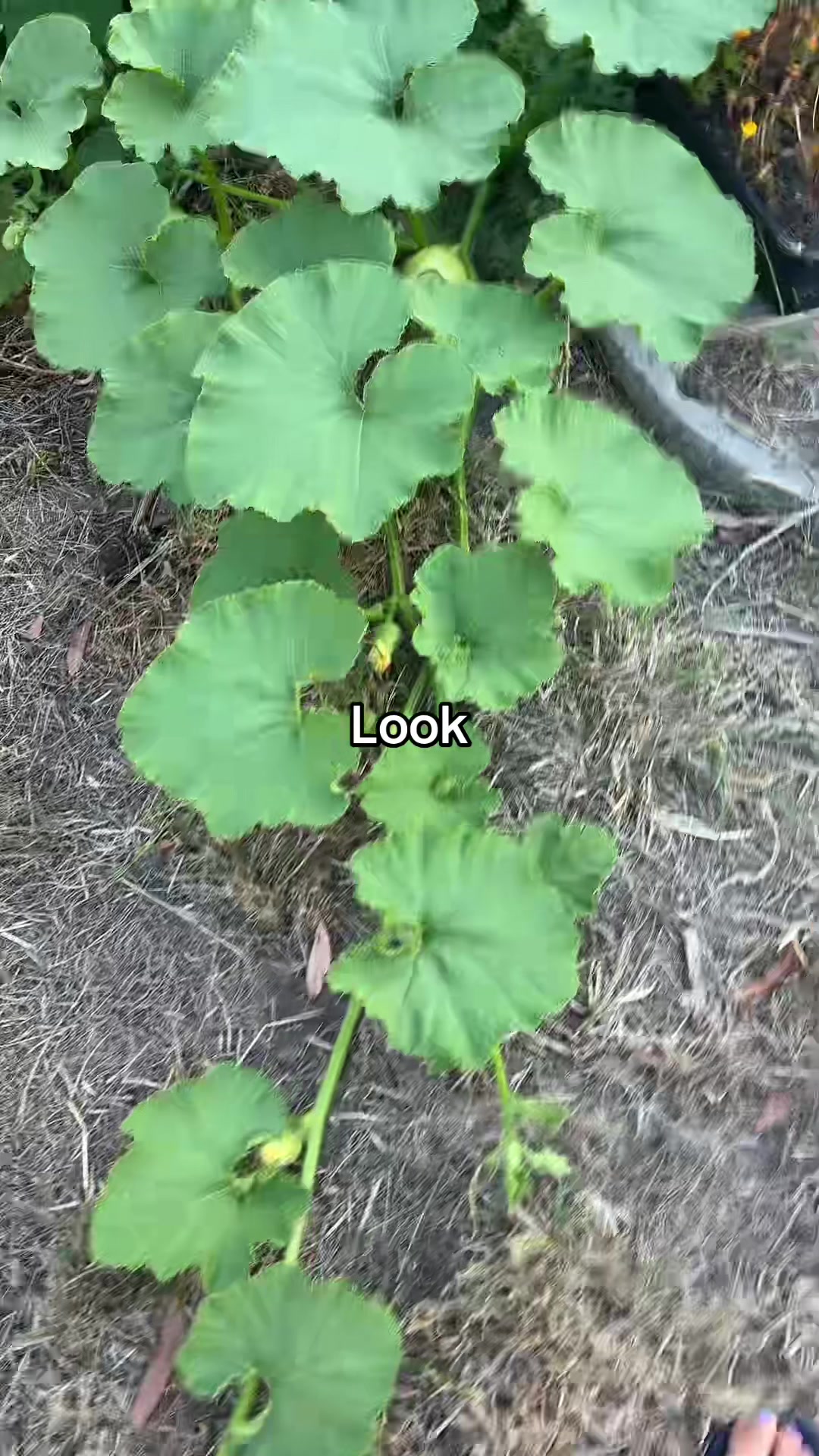 @SS🦋🌸🤍🔥