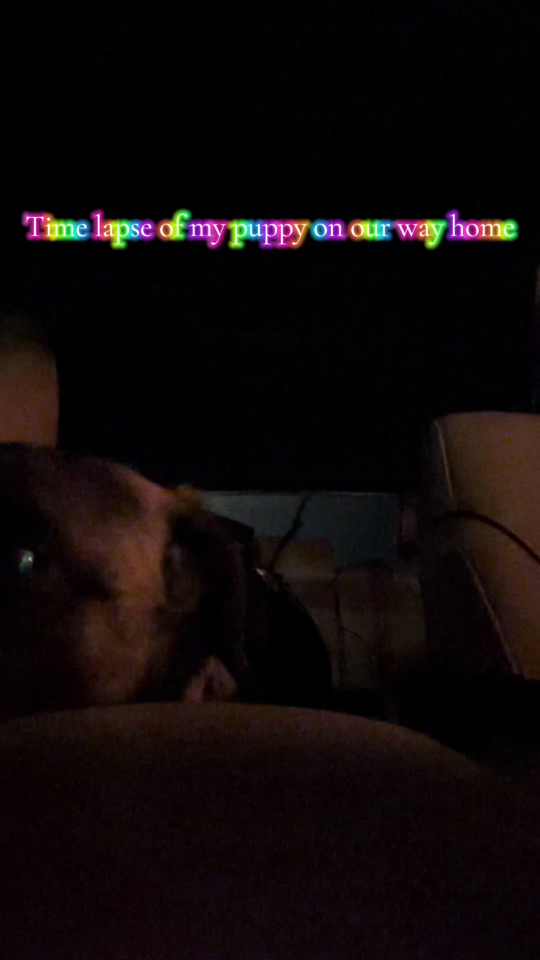 @🐶