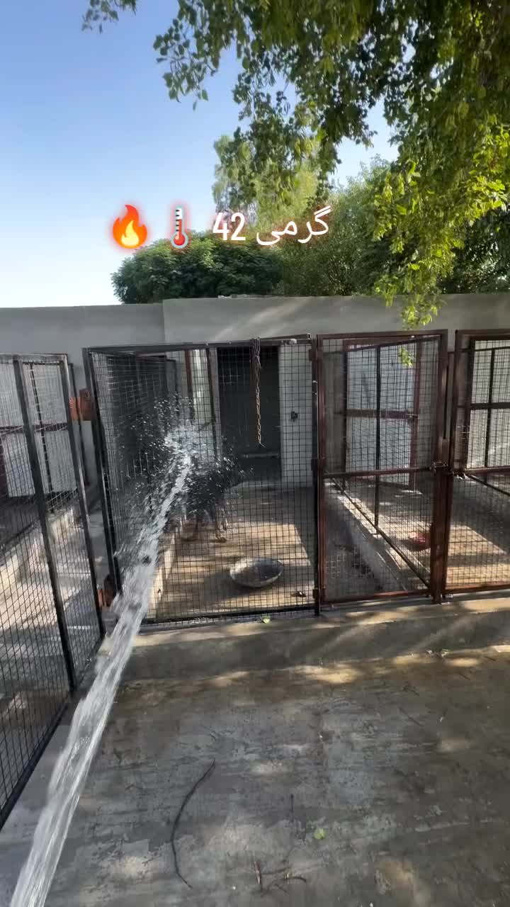@Kashmiri_Bakrwal_Dog