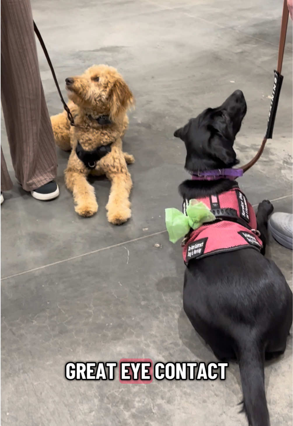 @AmandaT | Your Dog is COOL!