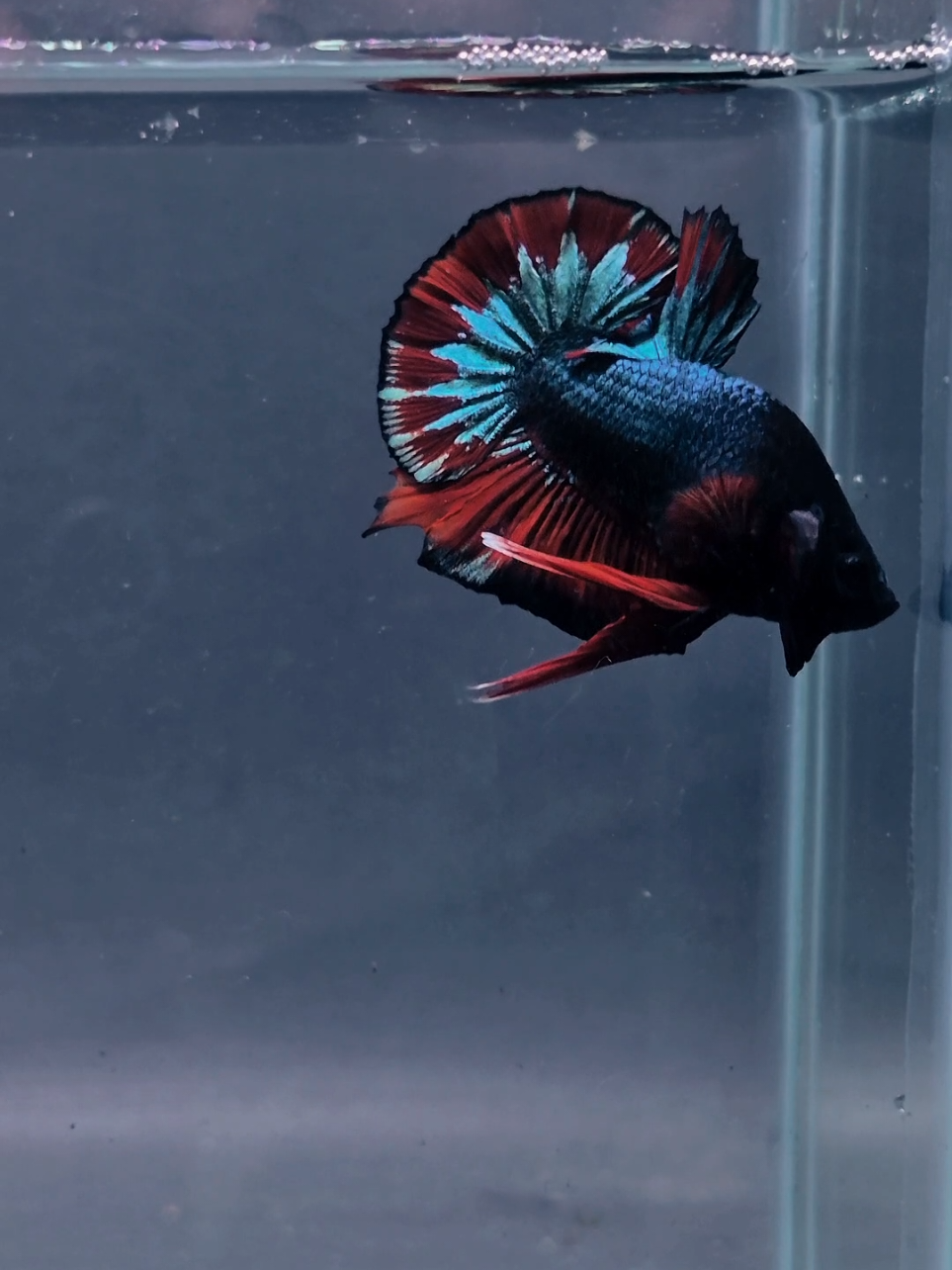 @Sakana Betta Batam