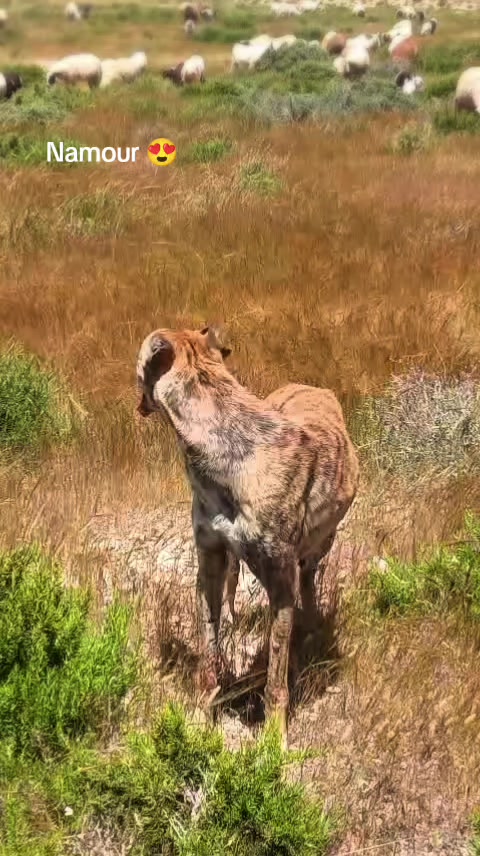 @Ãli khadroui ❤️🔥